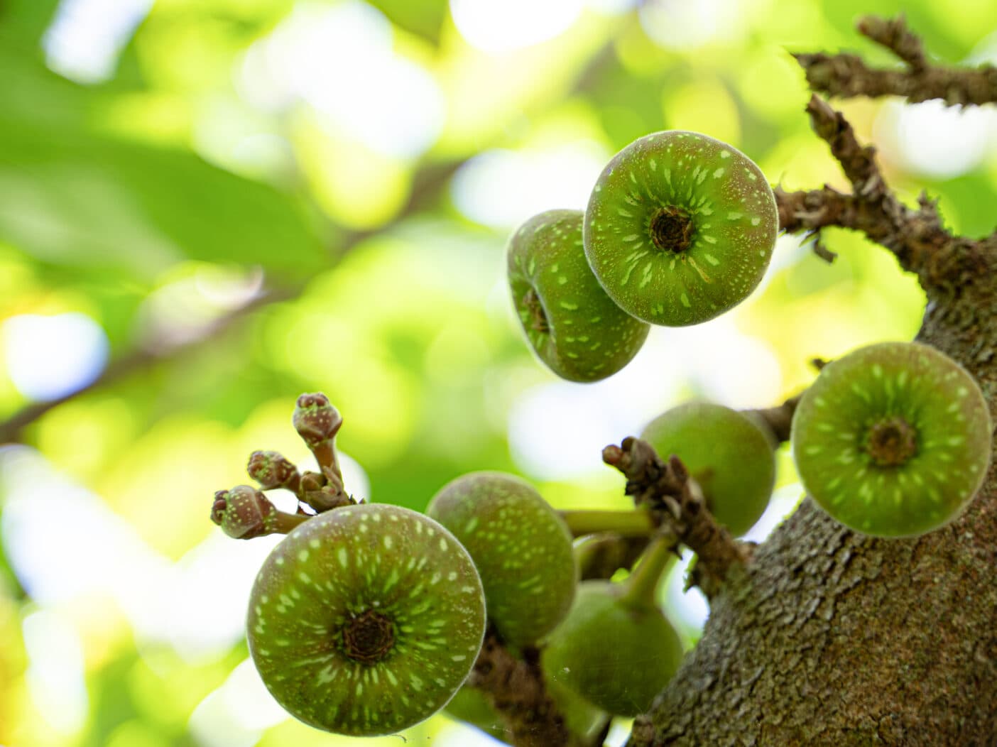 Figs